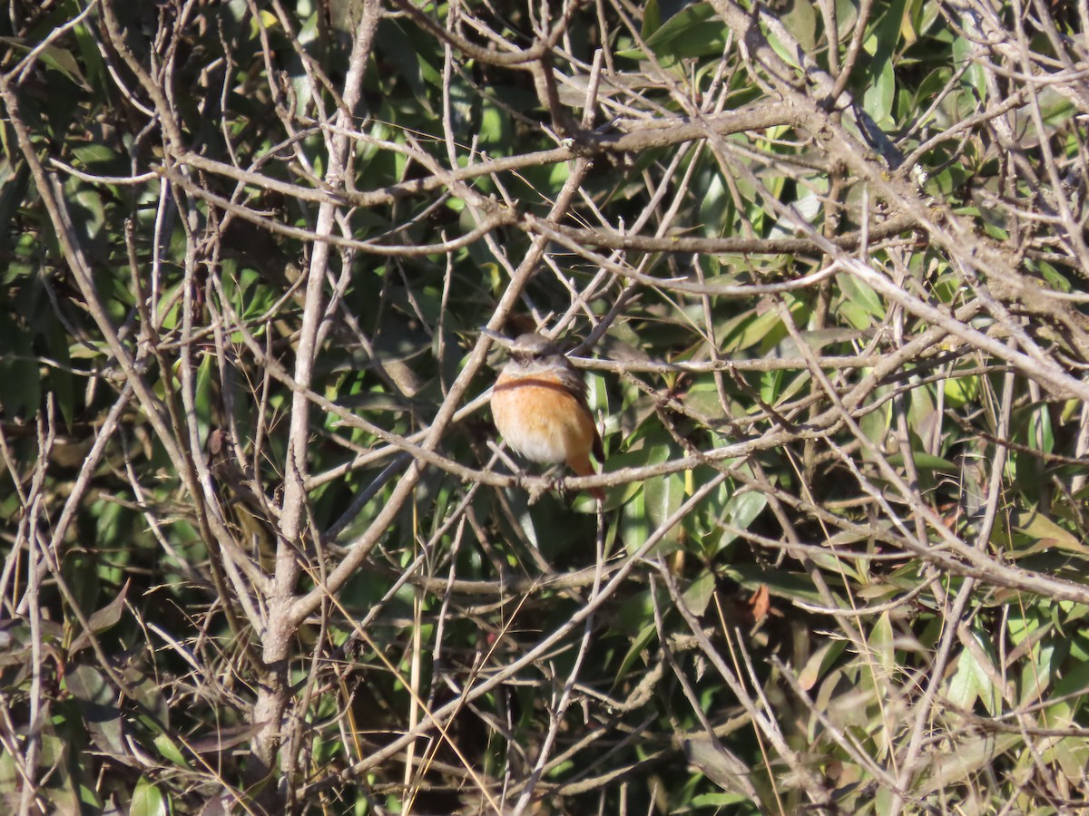 Эгэл гал сүүлт - ML644268058