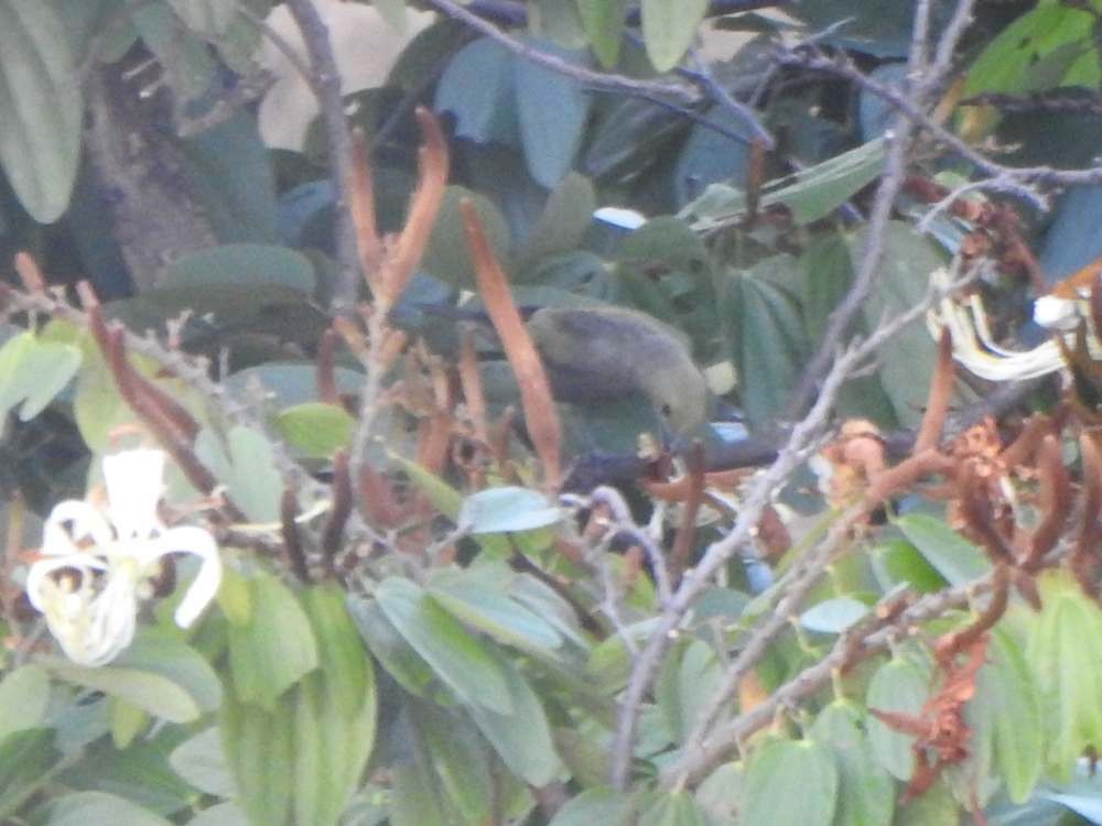 palmetanagar - ML644268066