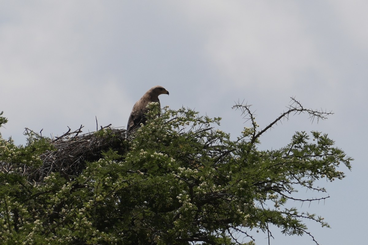 Savannenadler - ML644268068