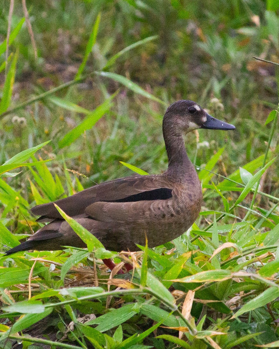 brasiland - ML644268069