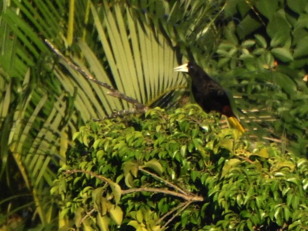 Crested Oropendola - ML644268074