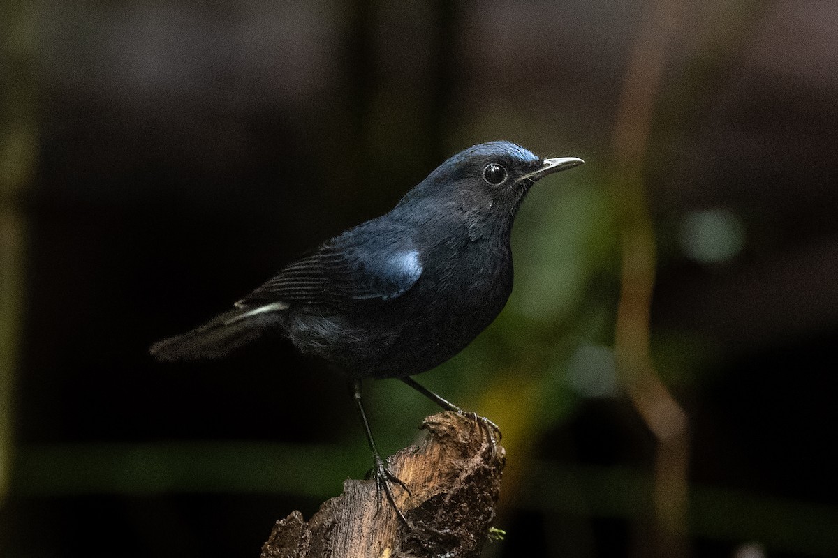 White-tailed Robin - ML644268078