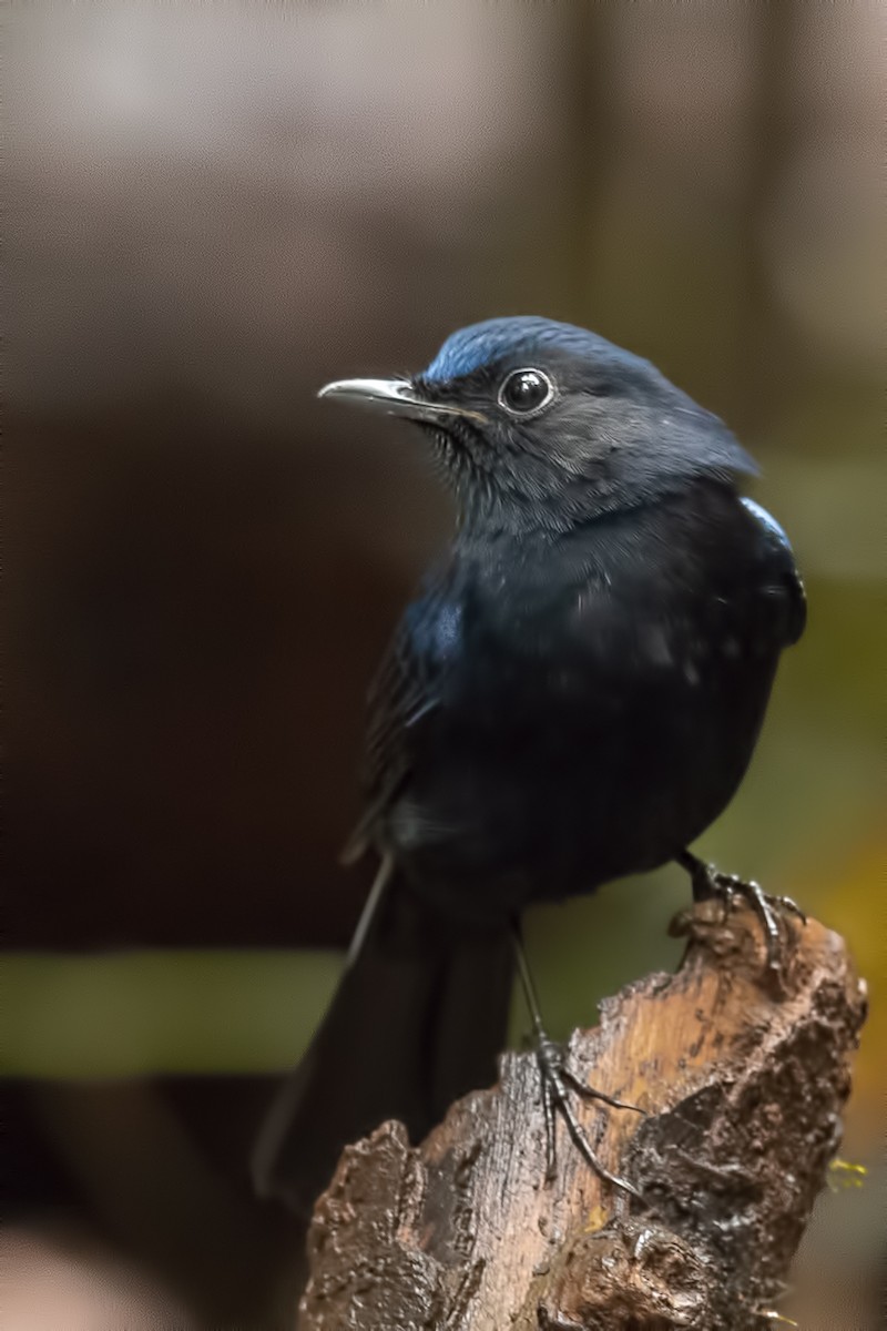 White-tailed Robin - ML644268079