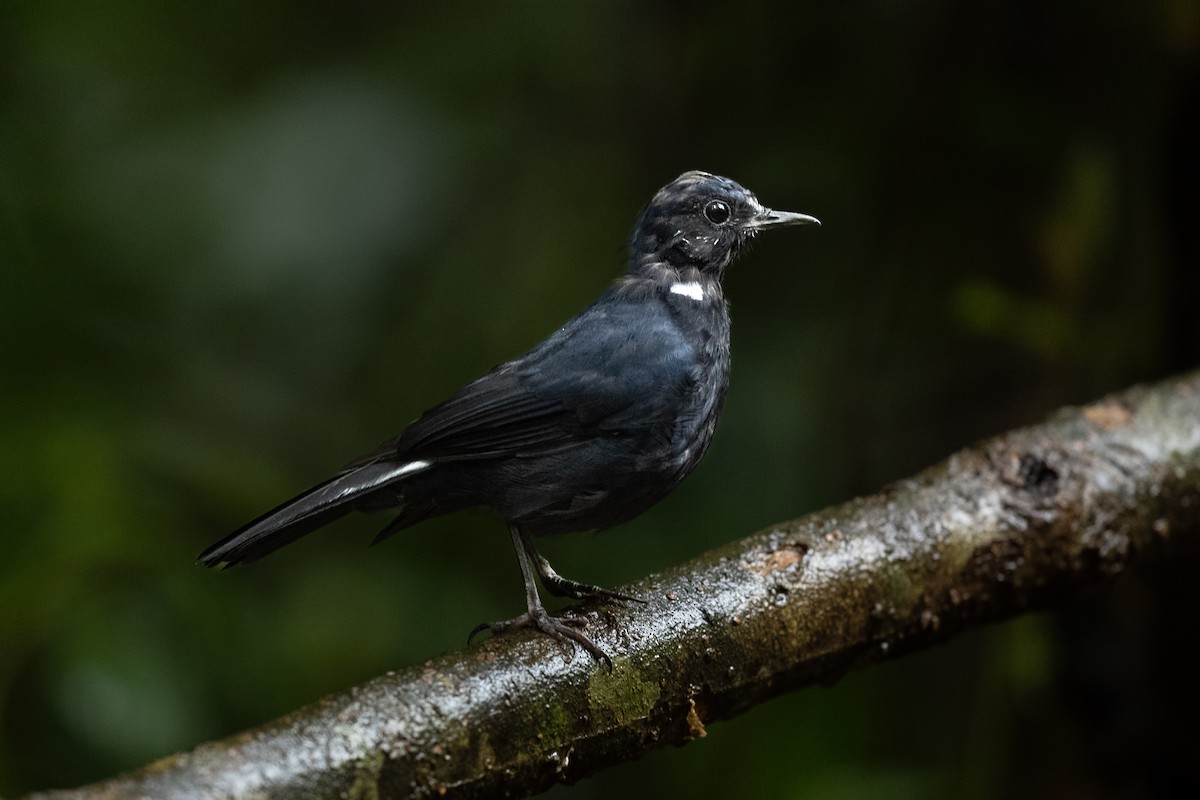 White-tailed Robin - ML644268080