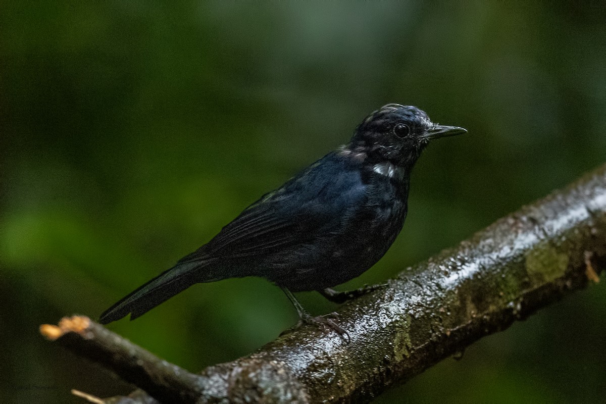 White-tailed Robin - ML644268081