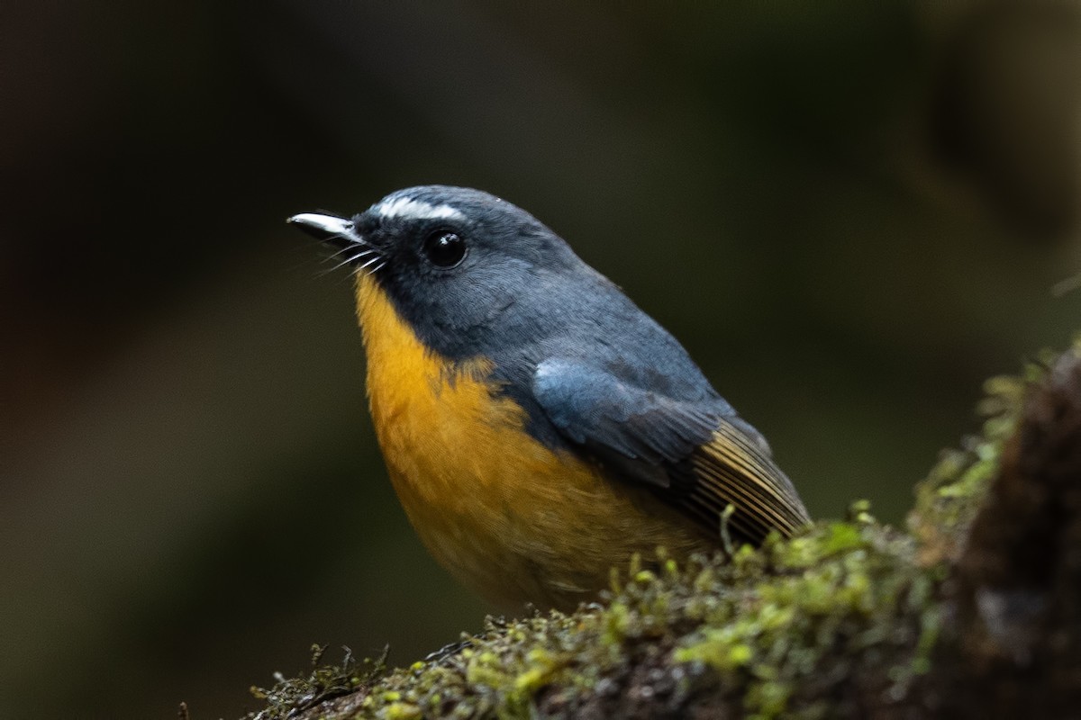 Snowy-browed Flycatcher - ML644268088
