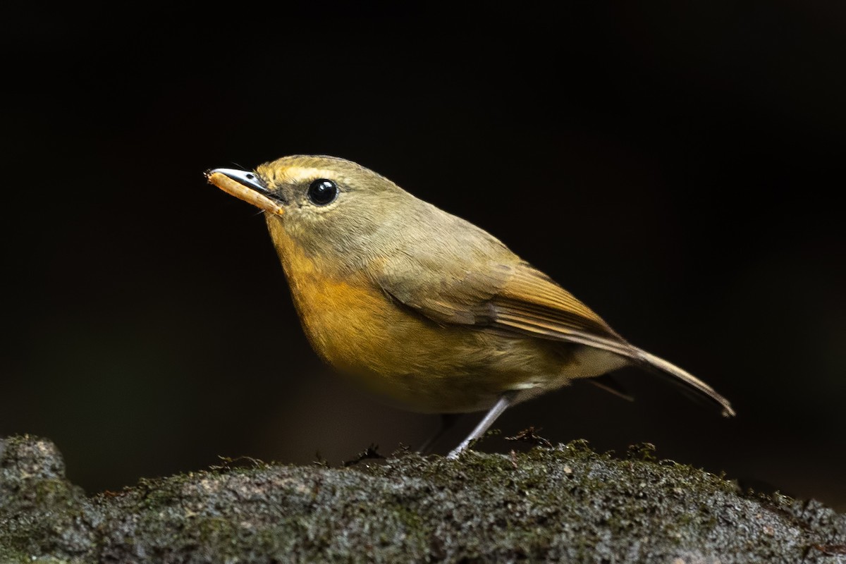 Snowy-browed Flycatcher - ML644268091