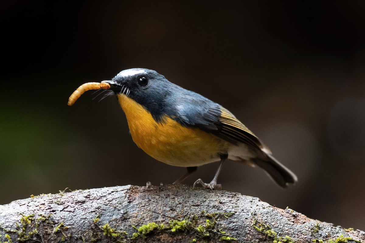 Snowy-browed Flycatcher - ML644268093