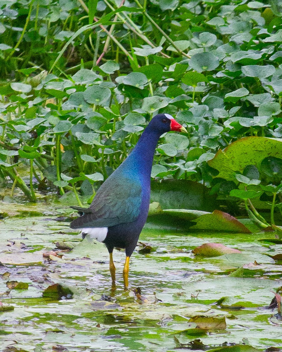 Uroilo urdin amerikarra - ML644268096