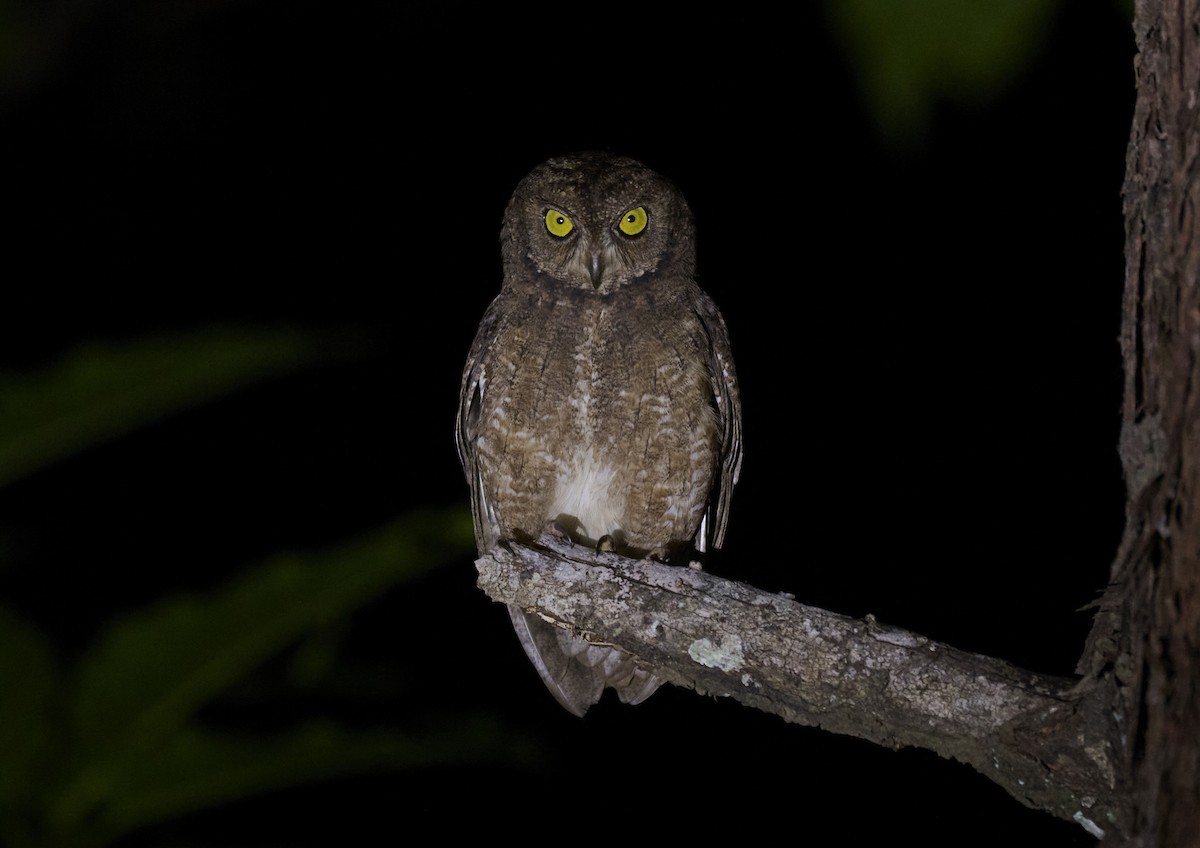 Сплюшка нікобарська - ML644268100