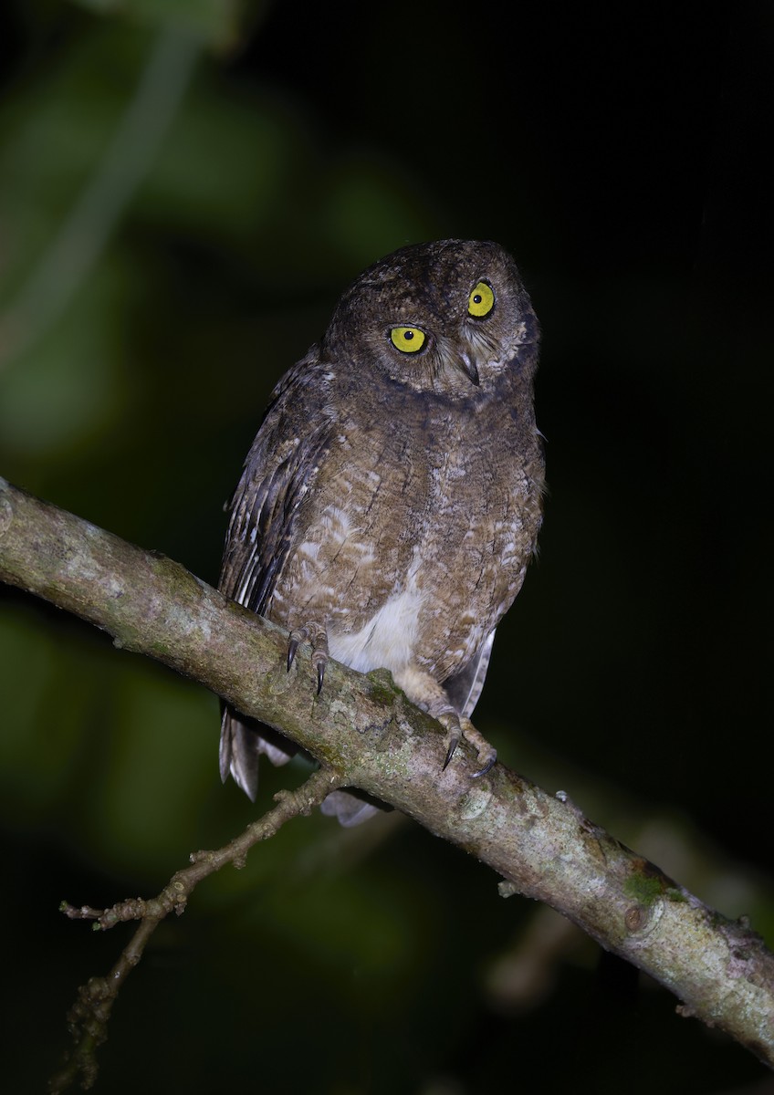 Сплюшка нікобарська - ML644268101