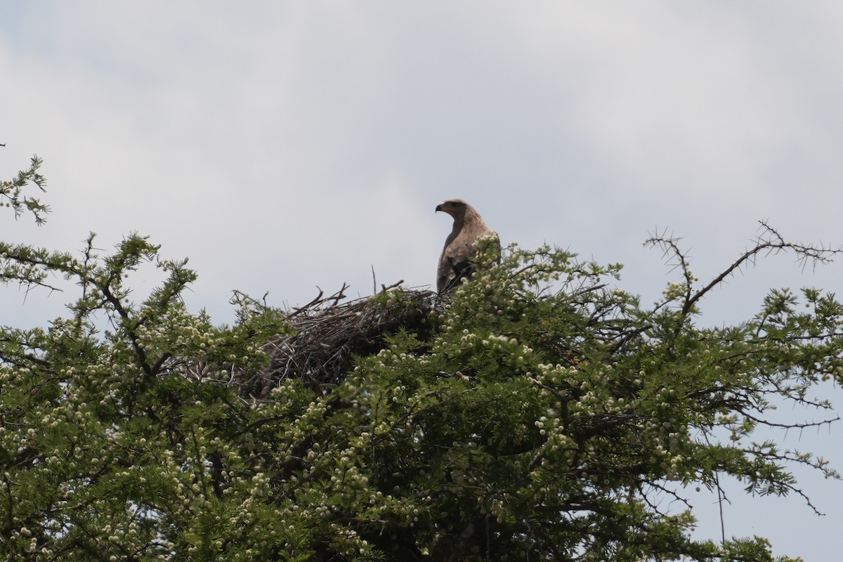 Savannenadler - ML644268104