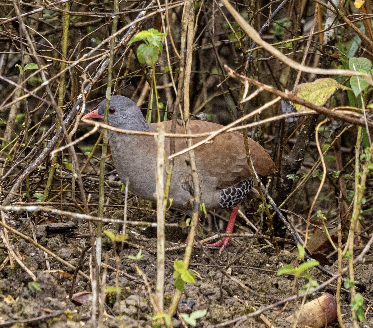 Tinamou à petit bec - ML644268127