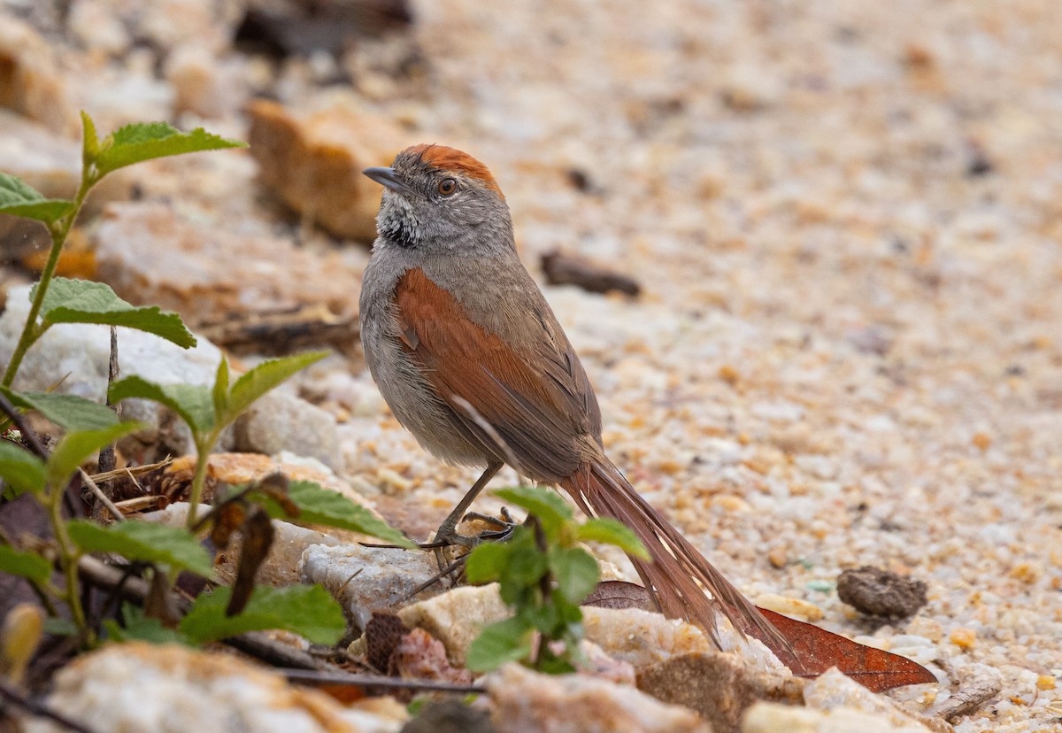 Sooty-fronted Spinetail - ML644268142