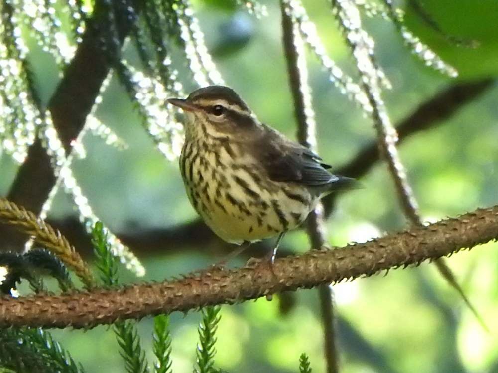 Northern Waterthrush - ML644268146