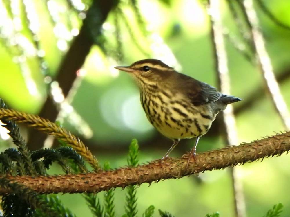 Northern Waterthrush - ML644268150