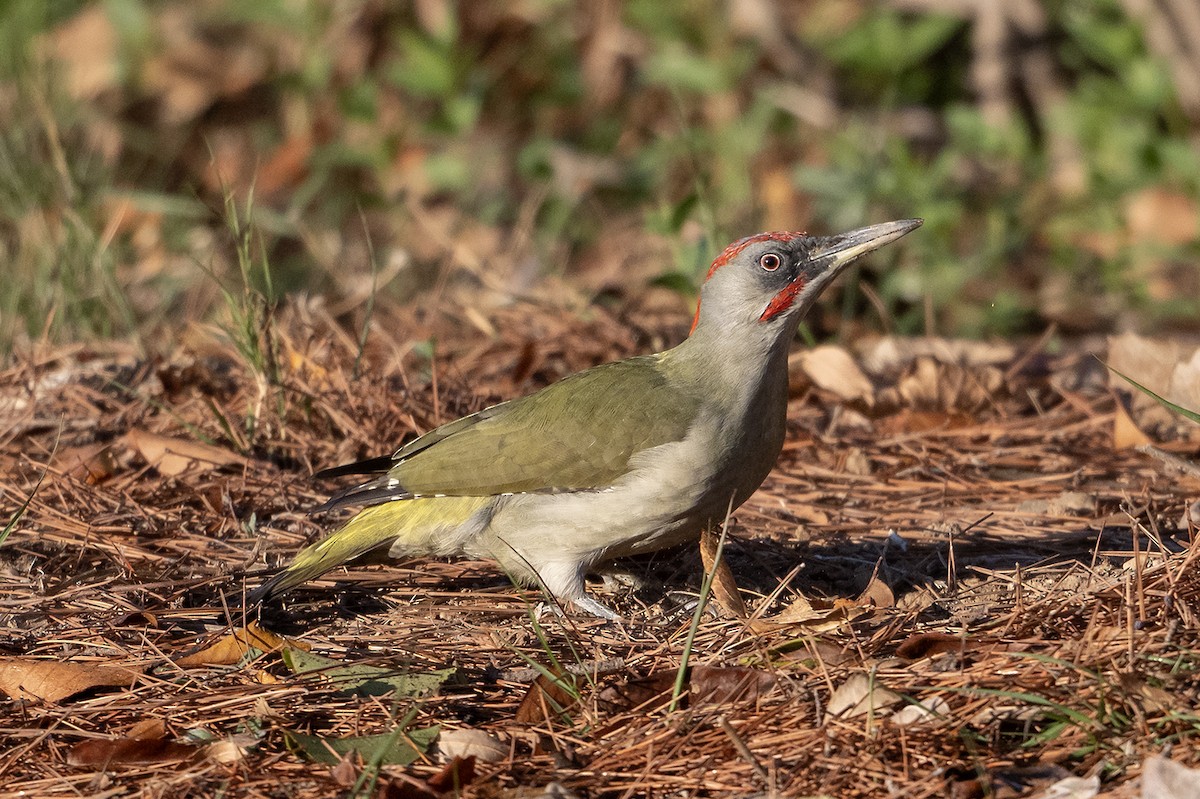 Iberian Green Woodpecker - ML644268152