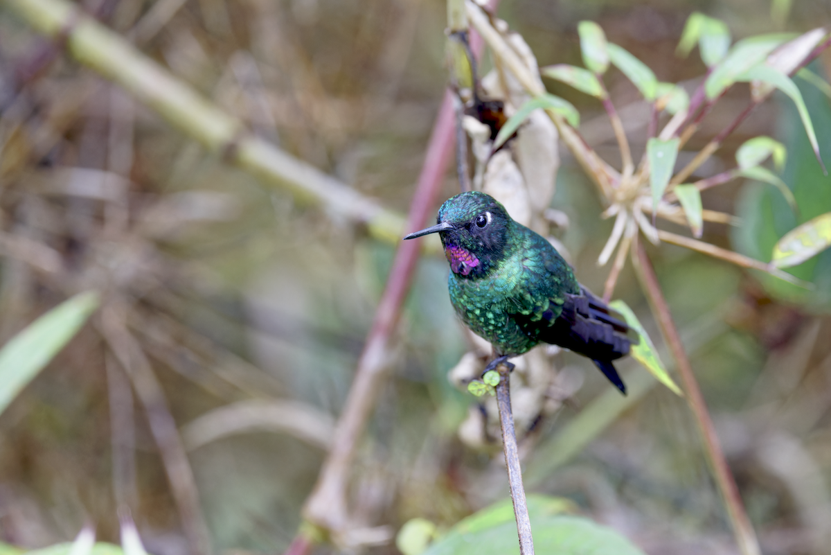 Tourmaline Sunangel - ML644268167