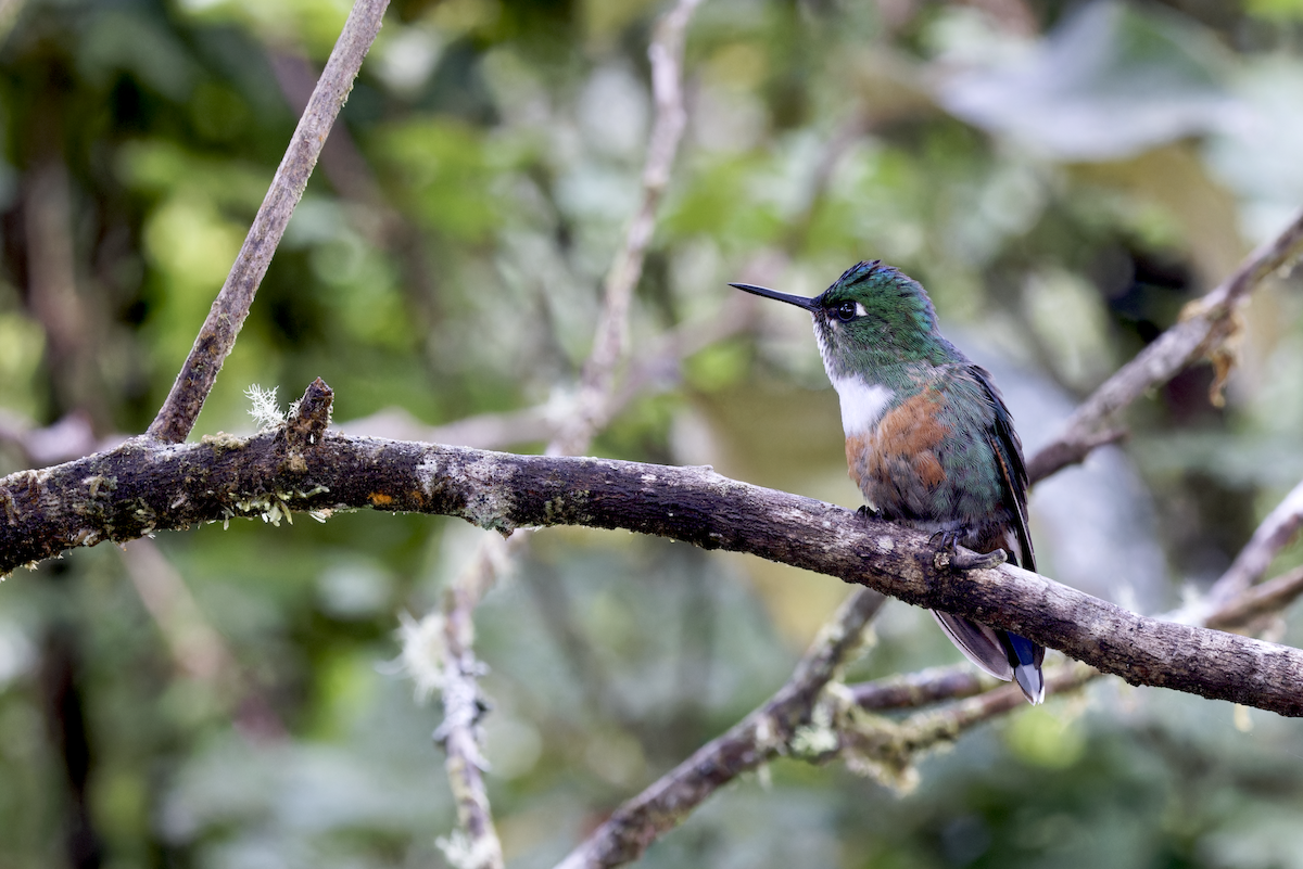 Violet-tailed Sylph - ML644268186