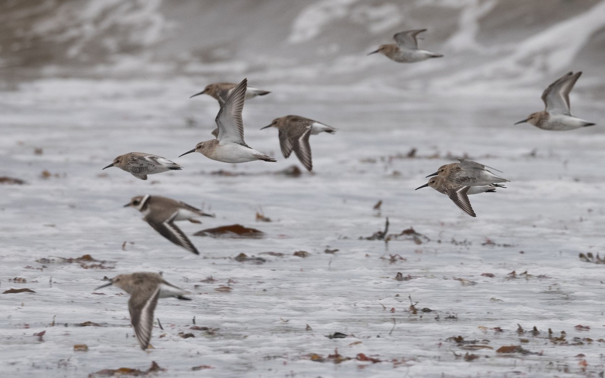 Curlew Sandpiper - ML644268188