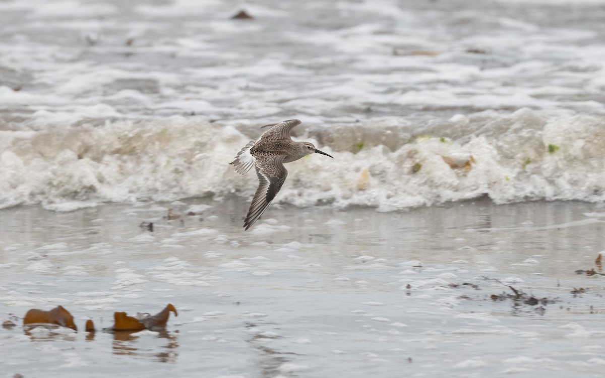 Curlew Sandpiper - ML644268189