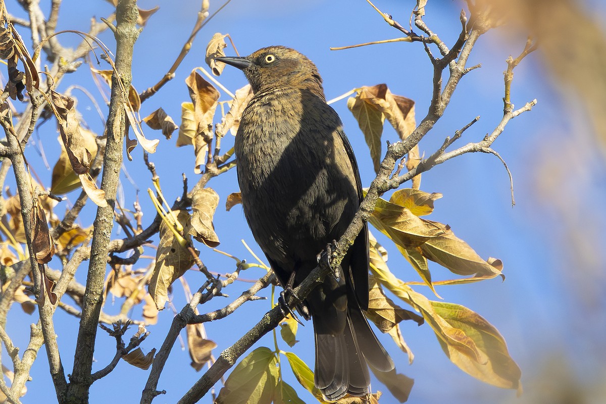 Rusty Blackbird - ML644268190