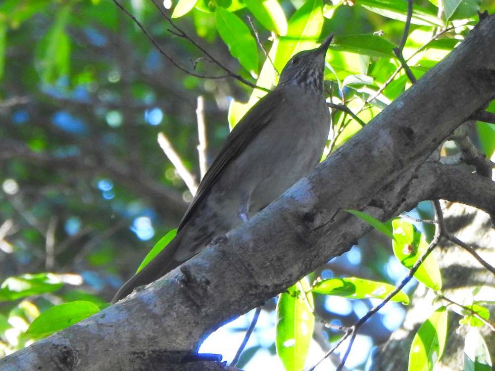 Pale-breasted Thrush - ML644268197