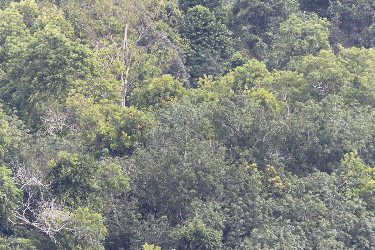 Buteo, unbestimmt - ML644268198