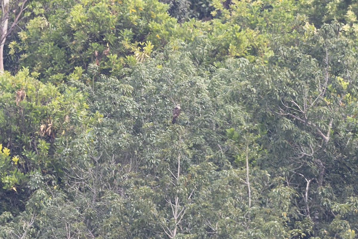 Buteo, unbestimmt - ML644268199