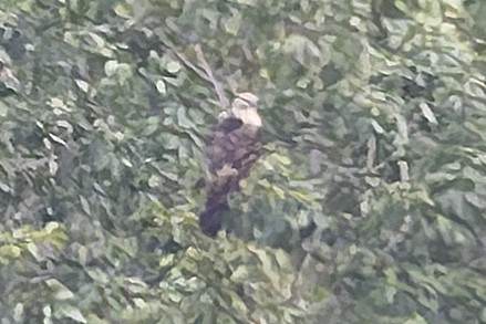 Buteo, unbestimmt - ML644268200