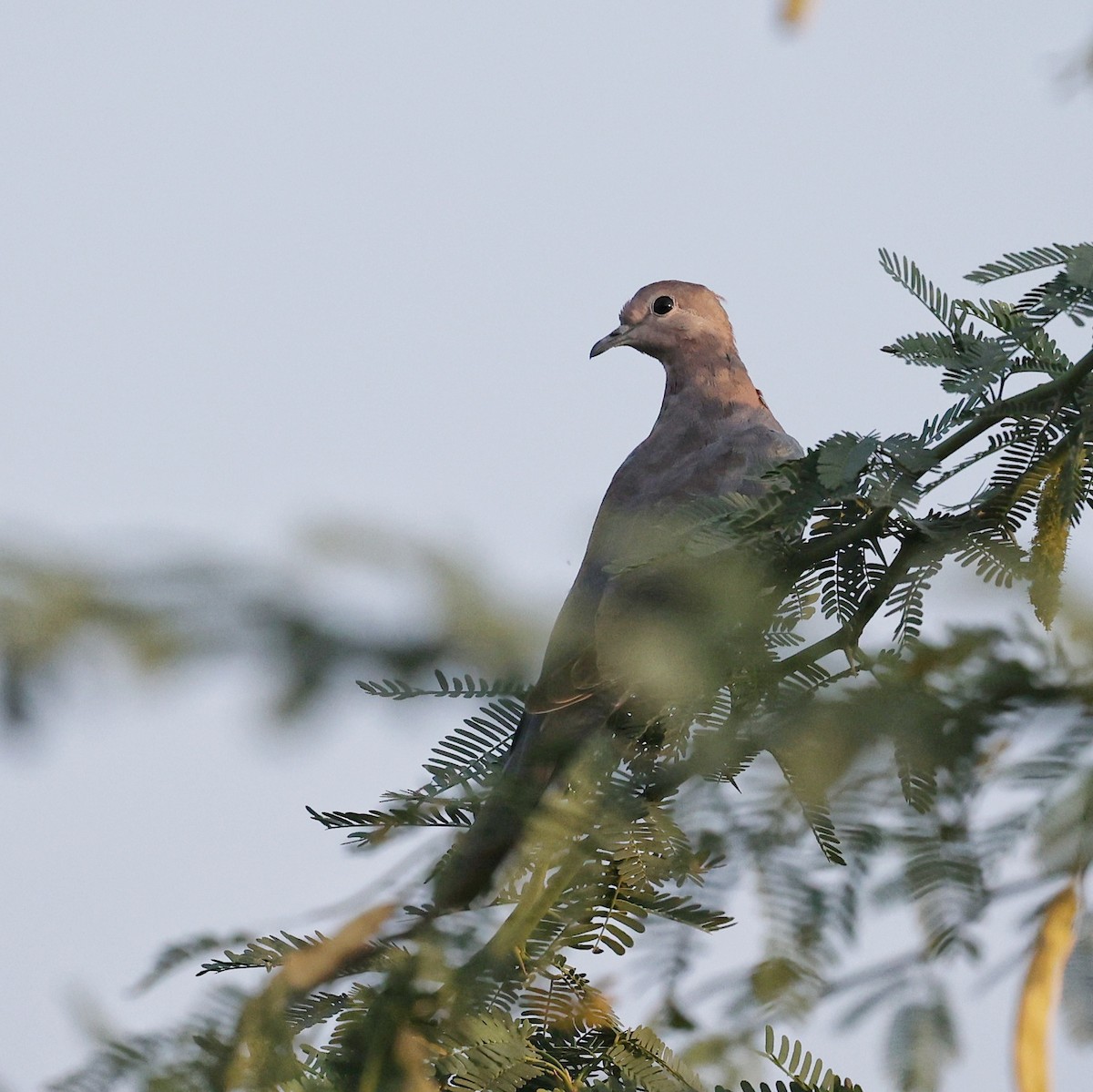 Tortora delle palme - ML644268205