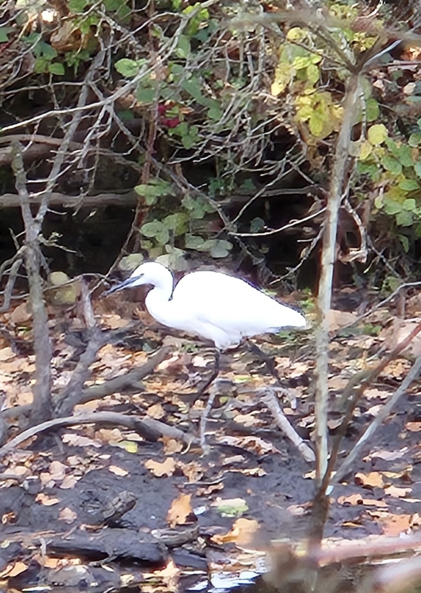 Little Egret (Western) - ML644268208