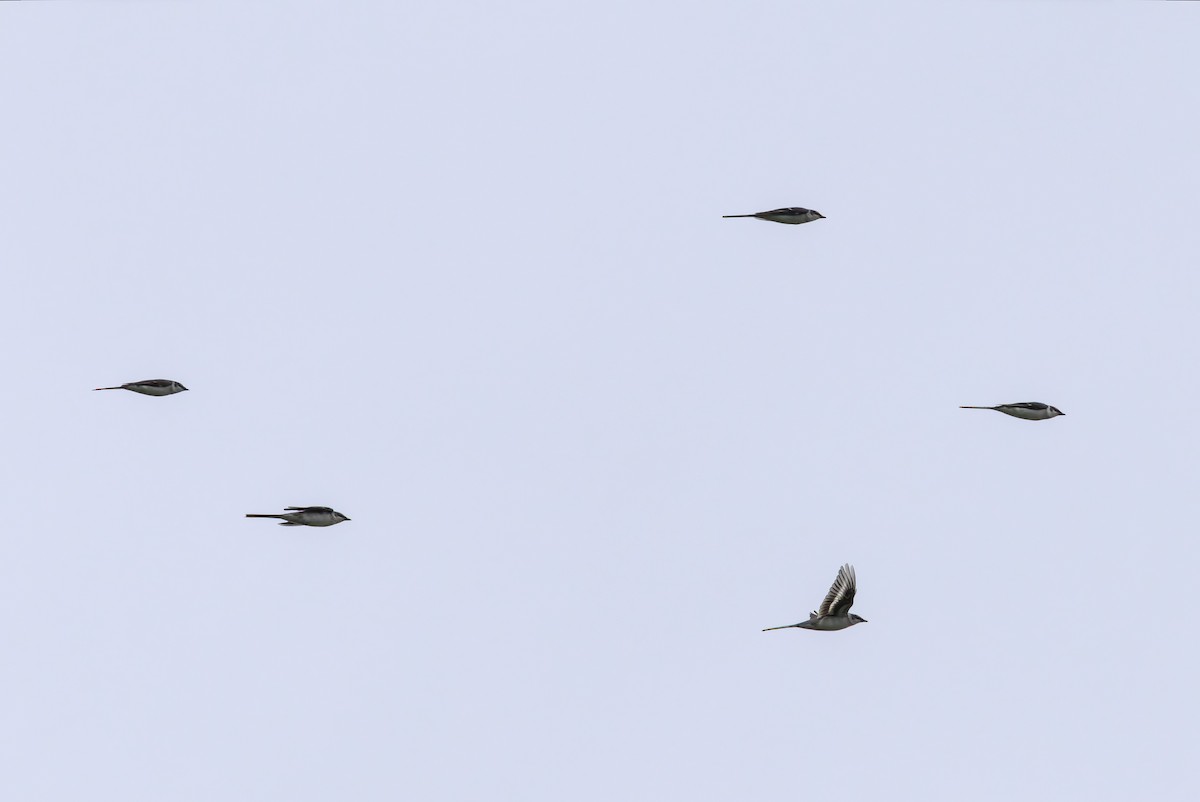 サンショウクイ - ML644268210