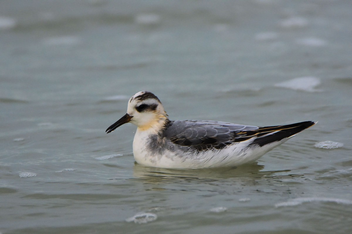 Phalarope à bec large - ML644268212