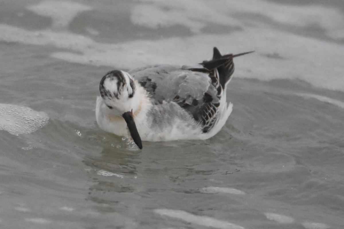 Phalarope à bec large - ML644268213