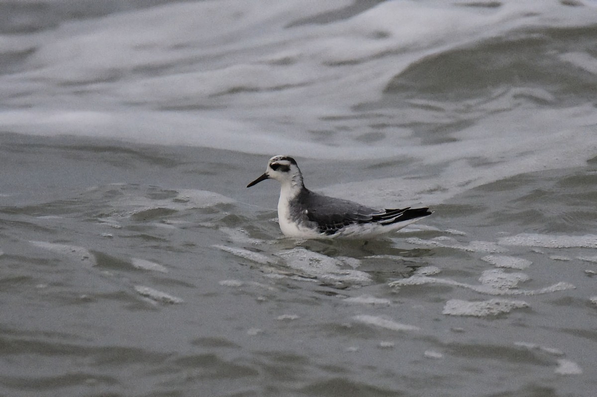 Phalarope à bec large - ML644268214