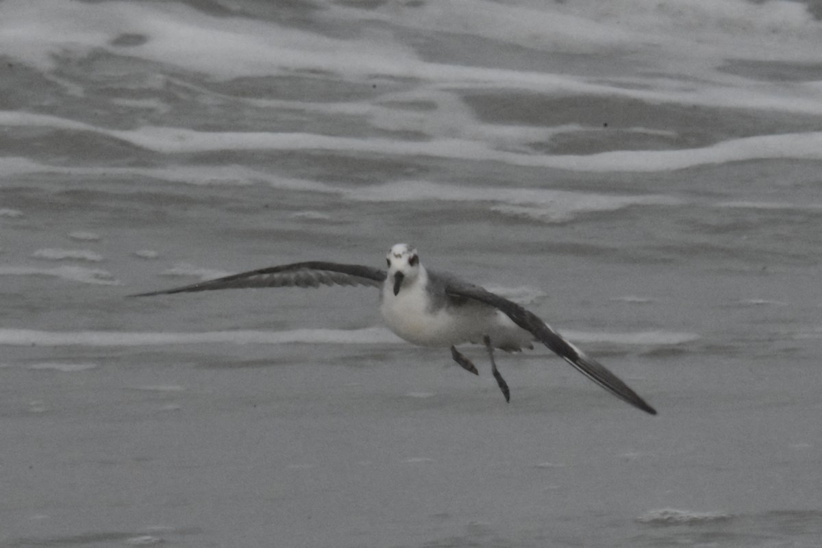 Phalarope à bec large - ML644268215