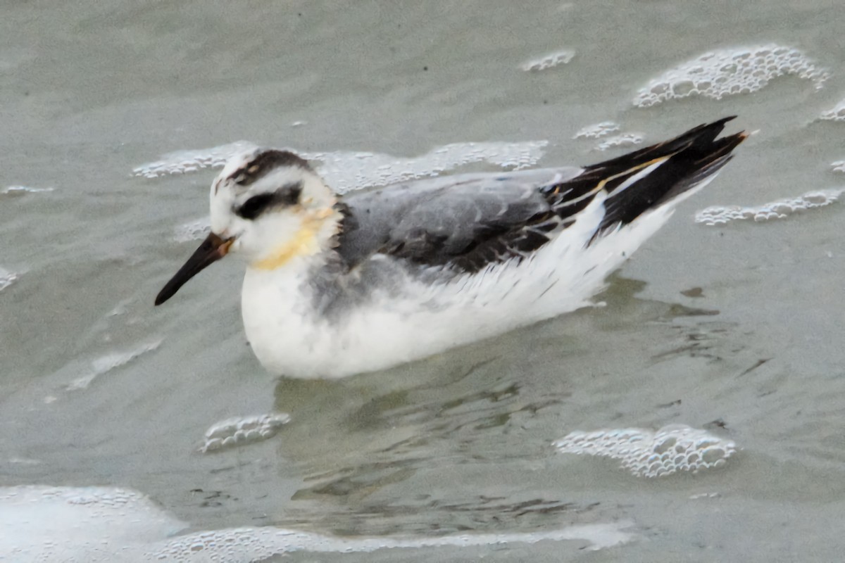 Phalarope à bec large - ML644268216