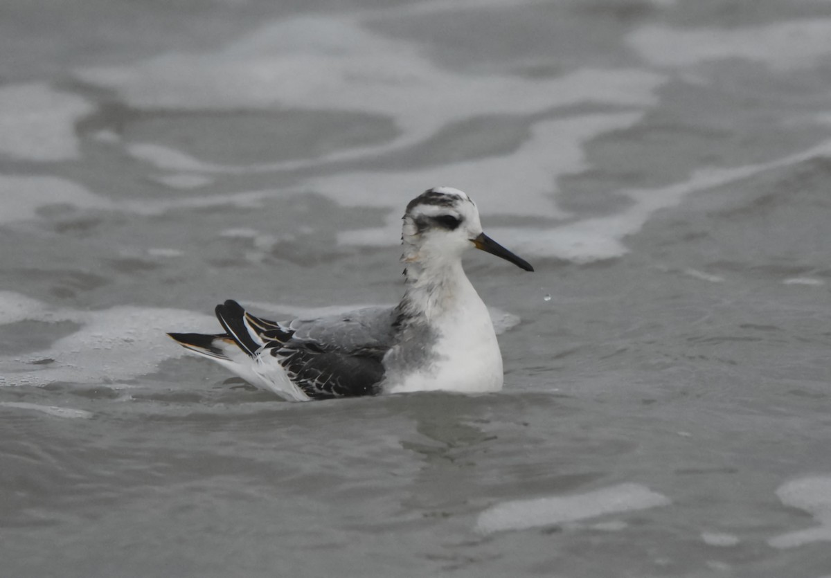 Phalarope à bec large - ML644268217