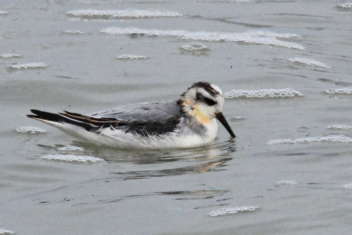 Phalarope à bec large - ML644268218