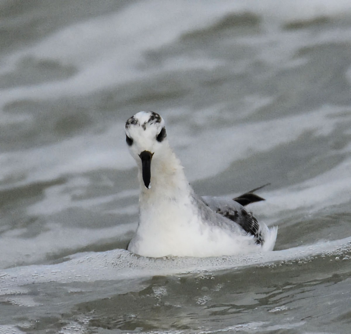 Phalarope à bec large - ML644268219