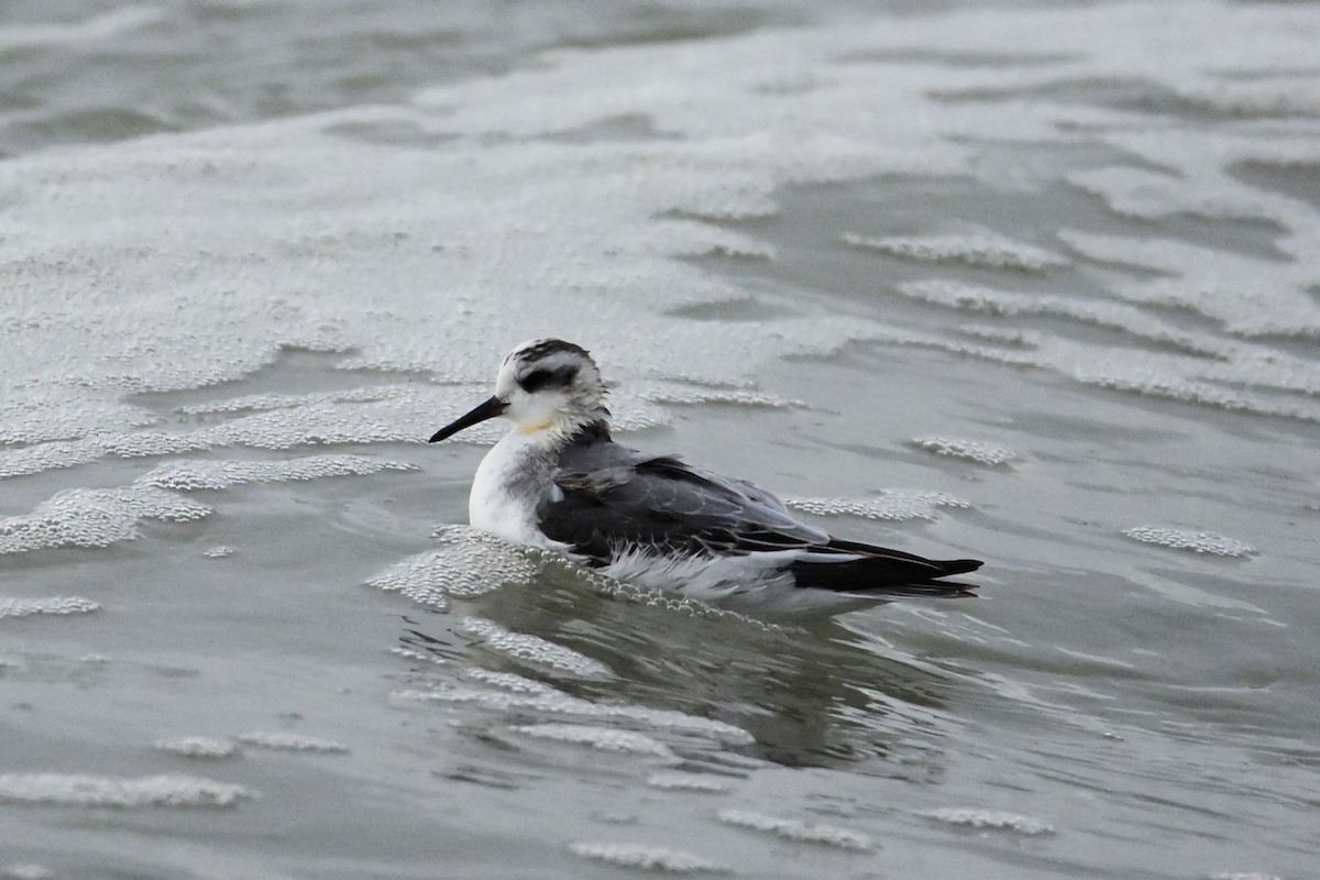 Phalarope à bec large - ML644268220