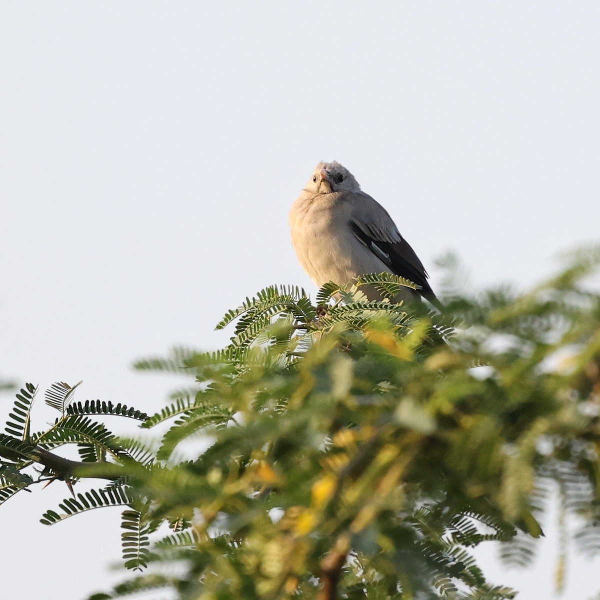 トサカムクドリ - ML644268226