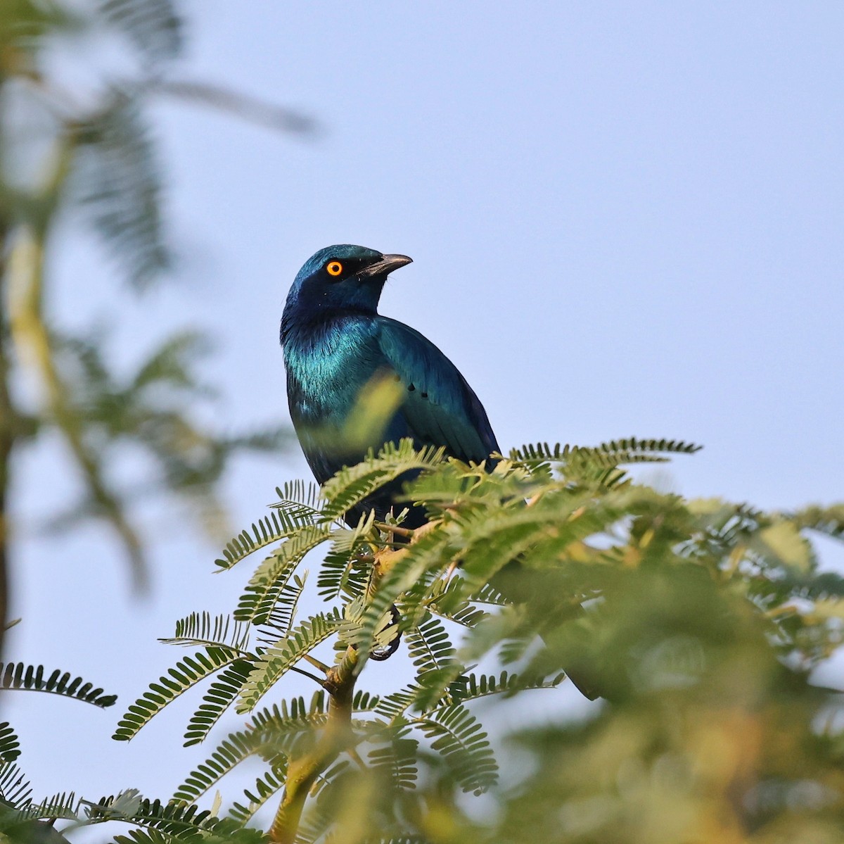 Greater Blue-eared Starling - ML644268234