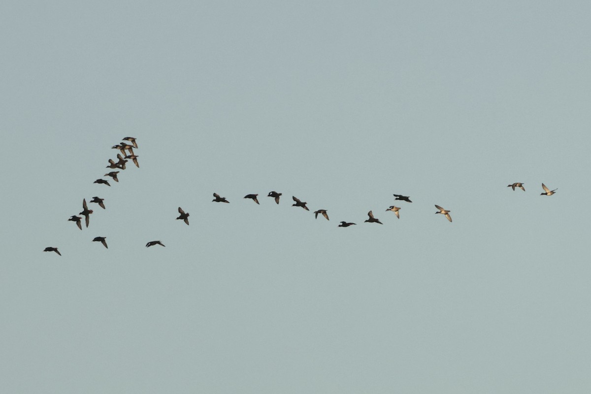 Fuligule à tête rouge - ML644268242