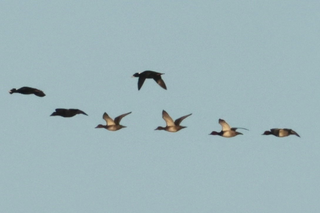 Fuligule à tête rouge - ML644268243