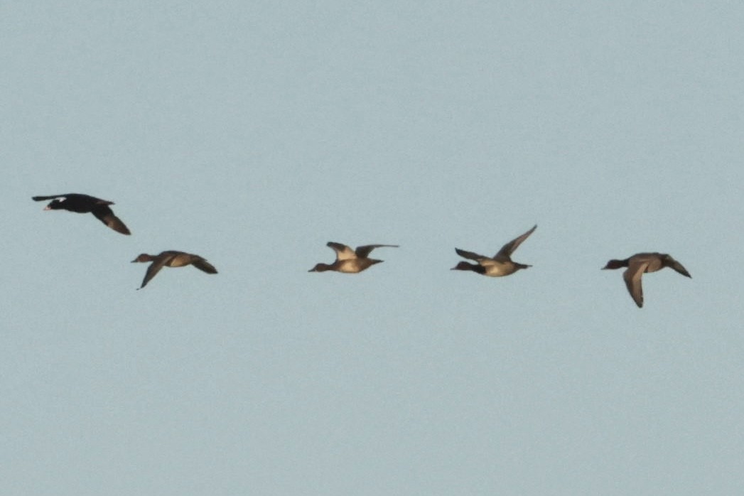 Fuligule à tête rouge - ML644268244