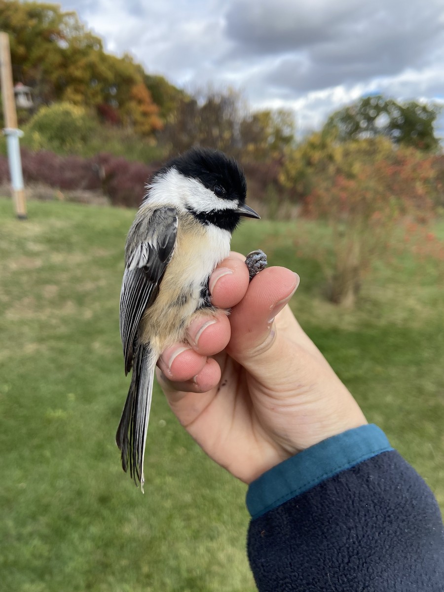 Black-capped Chickadee - ML644268250