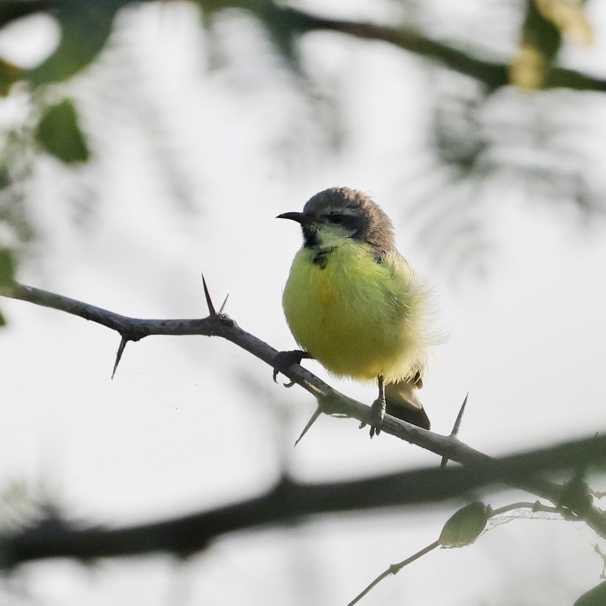 Nile Valley Sunbird - ML644268255