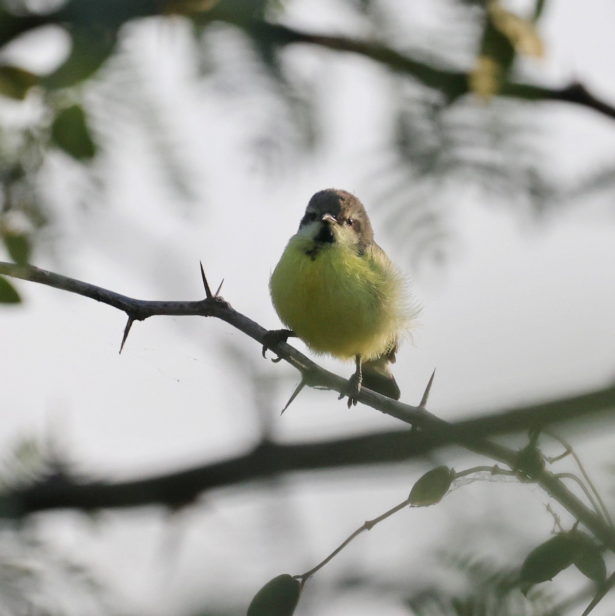 Nile Valley Sunbird - ML644268257